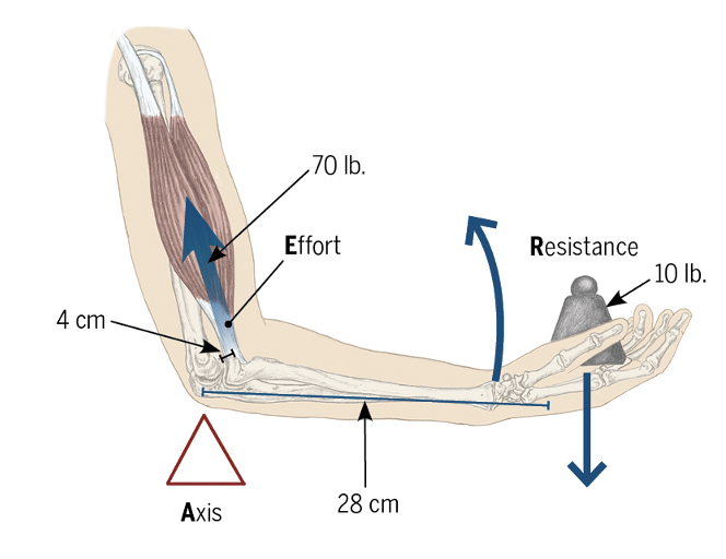 <p>Elbow</p>