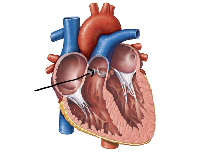 <p>Label and function</p>