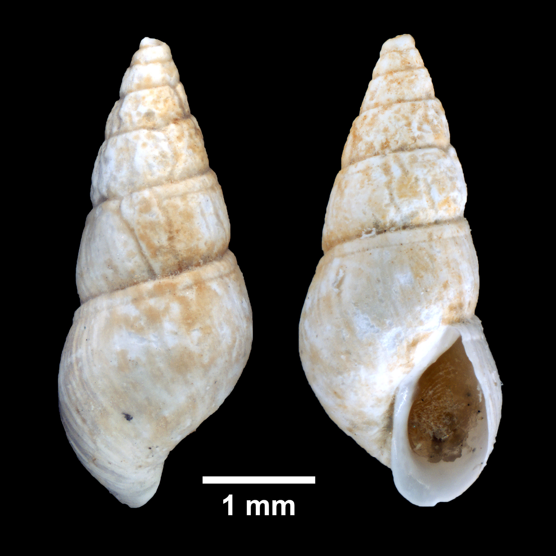 <p>Impressed Odostome</p><p></p>