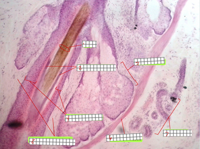 <p>specimen<br>type of section:<br><br>label</p>