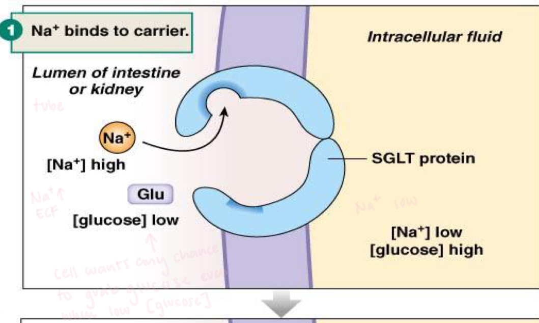 <p>cell ♡ glucose </p><p>To transport glucose from lumen of intestine or kidney to ICF even when the concentration of glucose is low in lumen</p><p>We have a natural Na+ concentration gradient so we use this to transport glucose against it’s conc gradient (indirect secondary transport)</p>
