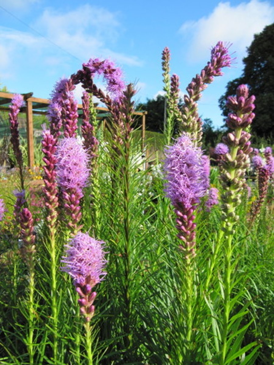 <p>Grows one flower per stem</p><p>Flowers are usually purple</p><p>Foliage is very dense, grass-like leaves</p>