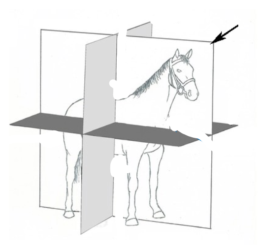 <p>Sagittal</p>