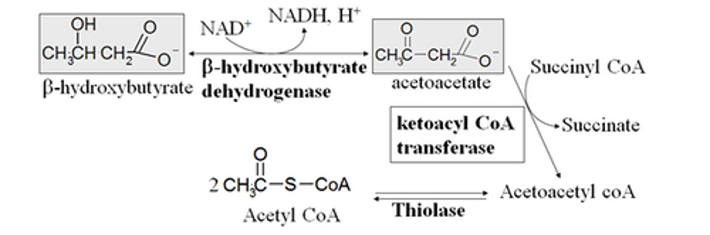 <p>this is an enzyme that is made by the brain and all other tissues EXCEPT the liver </p>