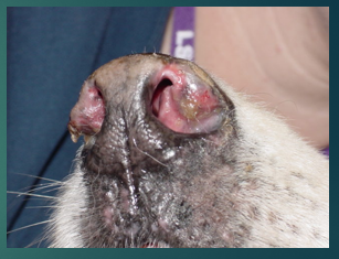 <p>Nursing care of a patient with nasal discharge </p>