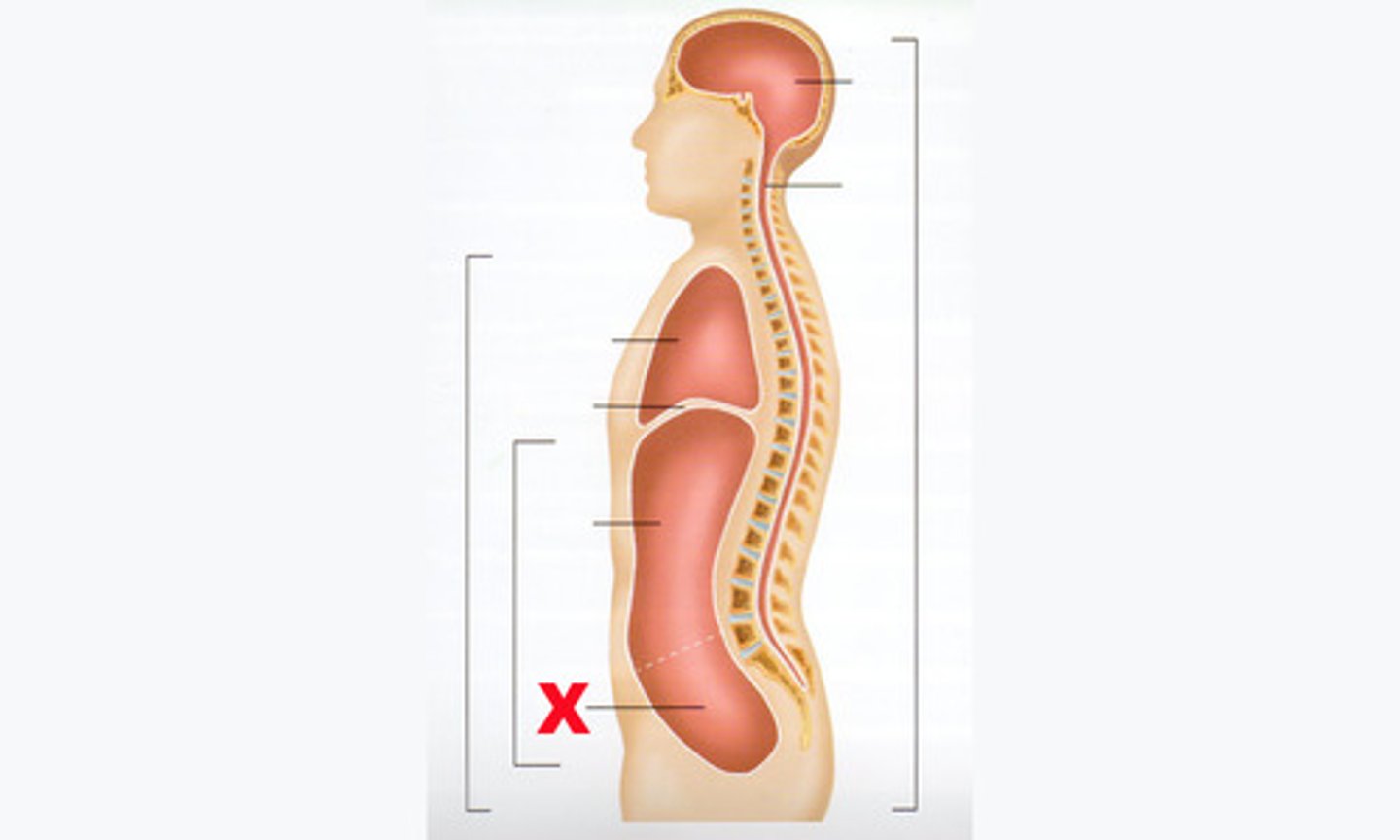 <p>contains urinary bladder, reproductive organs, and rectum</p>