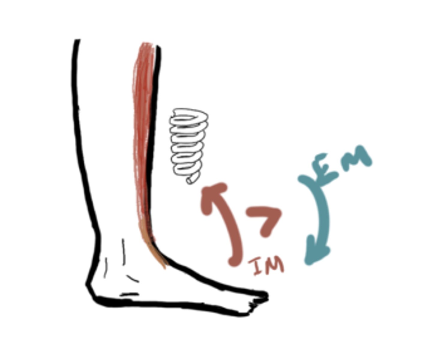 <p>IM: Dorsiflexion (Tibialis anterior)</p><p>EM: Plantarflexion moment</p><p>IM&gt;EM (concentric)</p><p>20° Dorsiflexion</p>