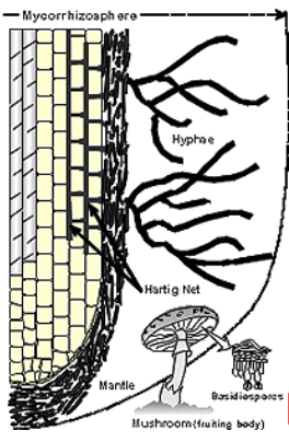 <p>ectomycorrhizal fungi mutualism with fungi</p>