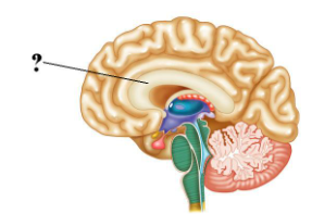 <p><span>Identify the indicated structure of the brain.</span></p>