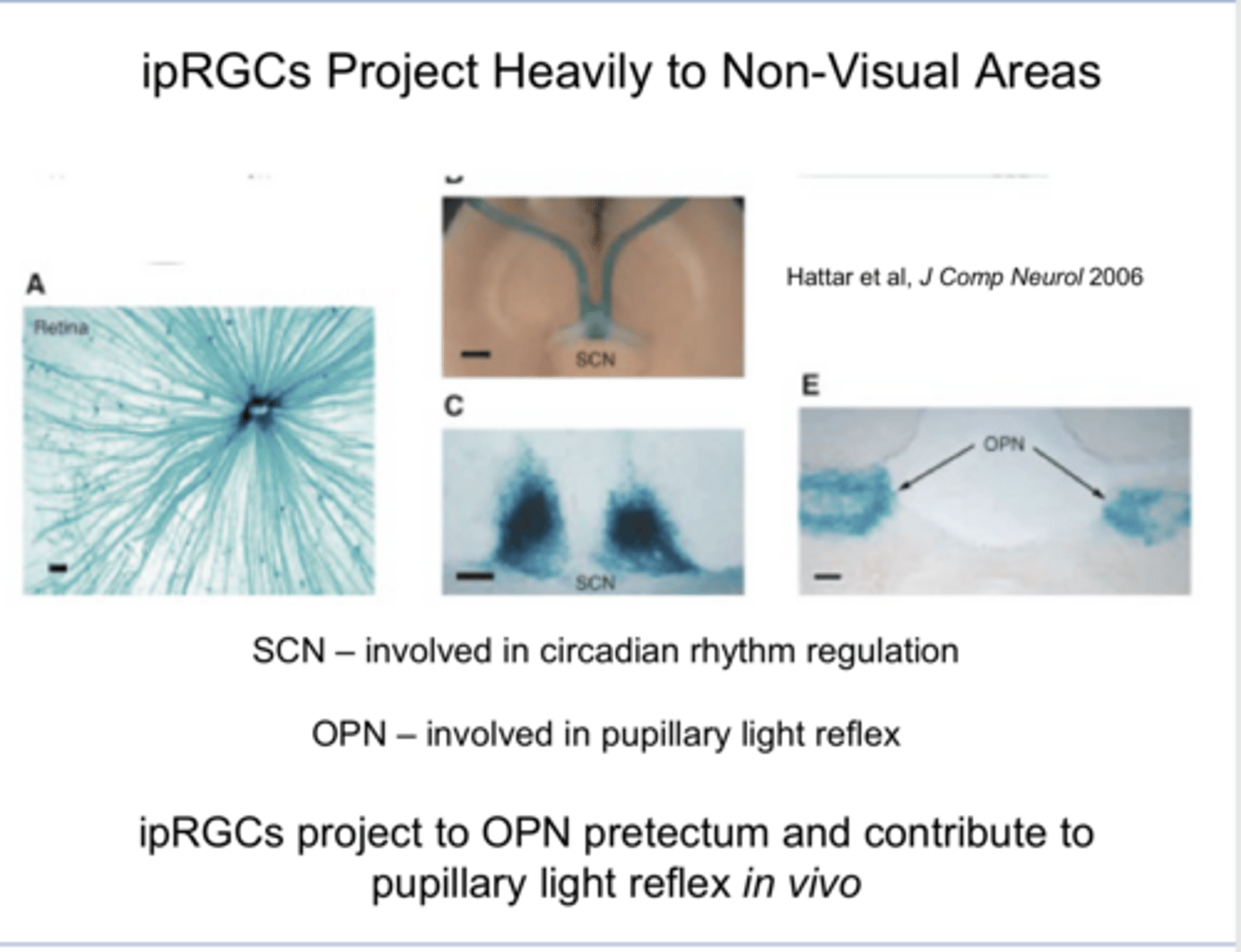<p>ipRGCs project to the OPN pretectum and contribute to the _____ in vivo</p>