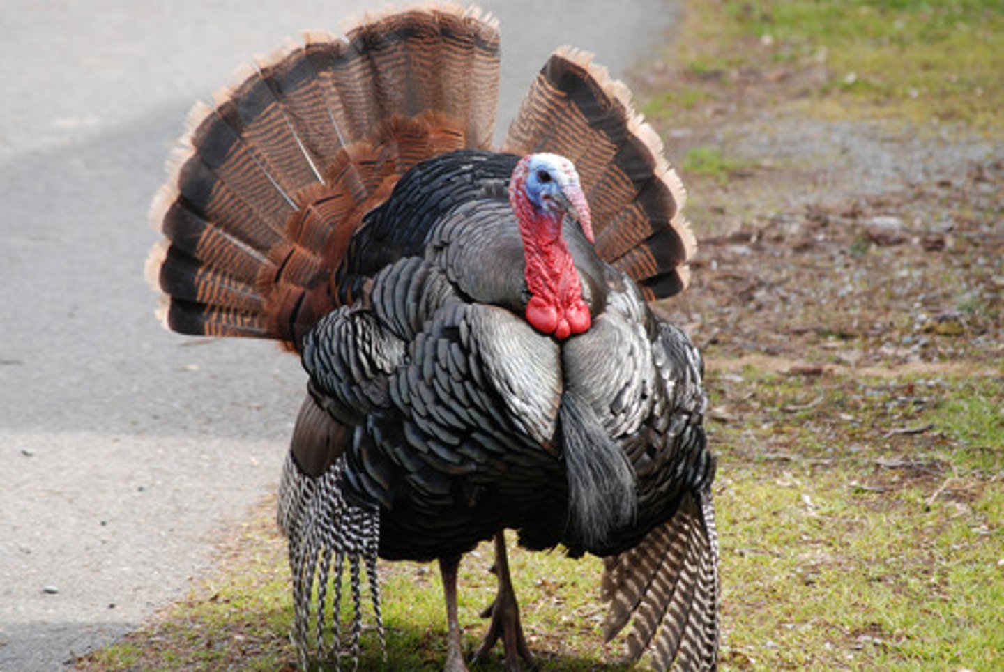 <p>the turkey</p>