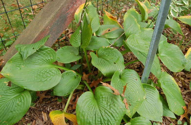 <p>giant petioles, less dense, destroyed by deer, blue-green broad foliage, flowers earlier than lancifolia</p>