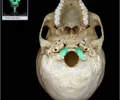 <p>ridges on left and right of foramen magnum</p>