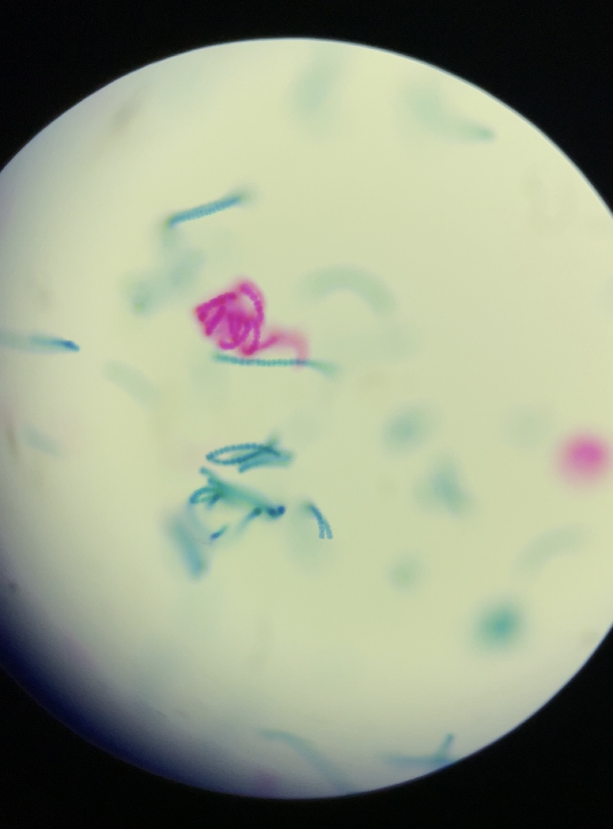 <p>Identify name, kingdom, domain, unicellular/multicellular</p>