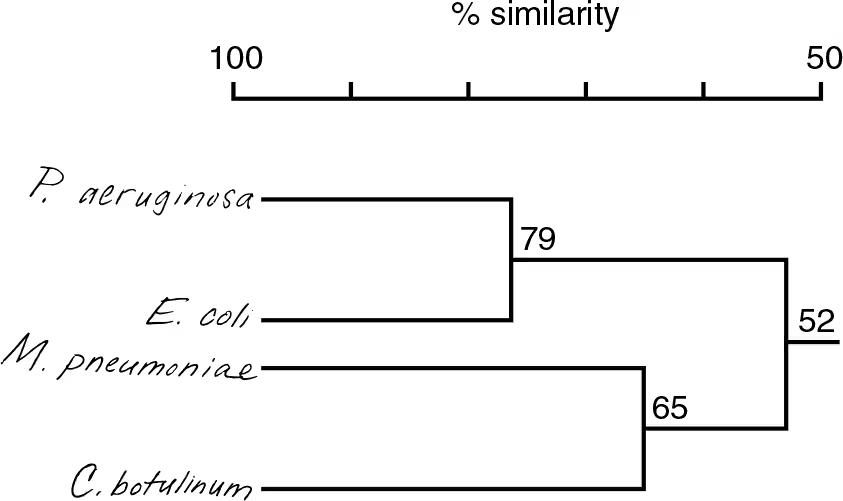 <p>How does your cladogram differ from a dichotomous key for these organisms?</p>