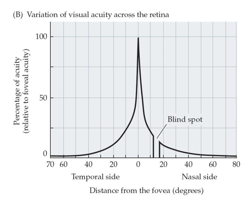 <p><strong>Visual Field = </strong>the whole area you can see without moving your eyes </p><p><strong>Visual Acuity = </strong>the sharpness of vision </p><p><strong>Saccades = </strong>fast movements of the eyes that present various parts of the visual scene to the fovea </p>