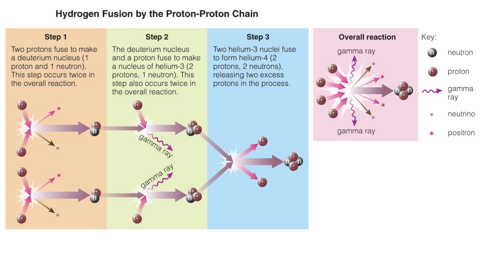 <p>= Nuclear fusion</p><p>How hydrogen fuses into helium in the sun</p><p><strong>E = mc^2, the energy is released as gamma rays</strong></p><ol><li><p><span style="background-color: transparent;"><span>Low mass stars</span></span></p></li><li><p><span style="background-color: transparent;"><span>4 protons → helium + energy + neutrinos + positrons </span></span></p><ol><li><p><span style="background-color: transparent;"><span>Total mass is about 0.7% lower</span></span></p></li></ol></li></ol><p></p>