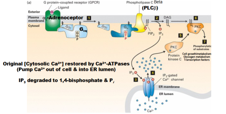 <ul><li><p><span><strong>Ligand binds GPCR</strong>&nbsp;→ activates&nbsp;Gαq&nbsp;subunit. </span></p></li><li><p><span><strong>Gαq activates PLCβ&nbsp;</strong>→ produces&nbsp;<strong>IP3&nbsp;</strong>and&nbsp;<strong>DAG&nbsp;</strong>(second messengers).</span></p></li><li><p><span><strong>IP3&nbsp;</strong>opens&nbsp;<strong>IP3-gated Ca2+</strong>&nbsp;channels&nbsp;(normally closed), releasing Ca2+ from ER.</span></p></li><li><p><span><strong>Ca2+</strong>(second messenger) and&nbsp;<strong>DAG&nbsp;</strong>activate&nbsp;<strong>PKC</strong>:</span></p><ul><li><p><span>Ca2+2+&nbsp;causes PKC to move to membrane and bind DAG →&nbsp;PKC activated.</span></p></li></ul></li><li><p><span><strong>PKC activation</strong>: leads to changes in glycogen metabolism.</span></p></li><li><p><span><strong>Shut-off mechanisms:</strong></span></p><ul><li><p><span>Remove Ca2+2+&nbsp;(via Ca2+2+&nbsp;ATPase pumps: out of cell or into ER).</span></p><ul><li><p><span>Degrade IP3 (returns to 1,4-bisphosphate form)</span></p></li></ul></li></ul></li></ul><p></p>