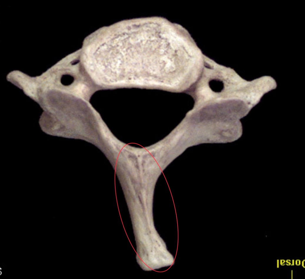 <p>What is this structure?</p>