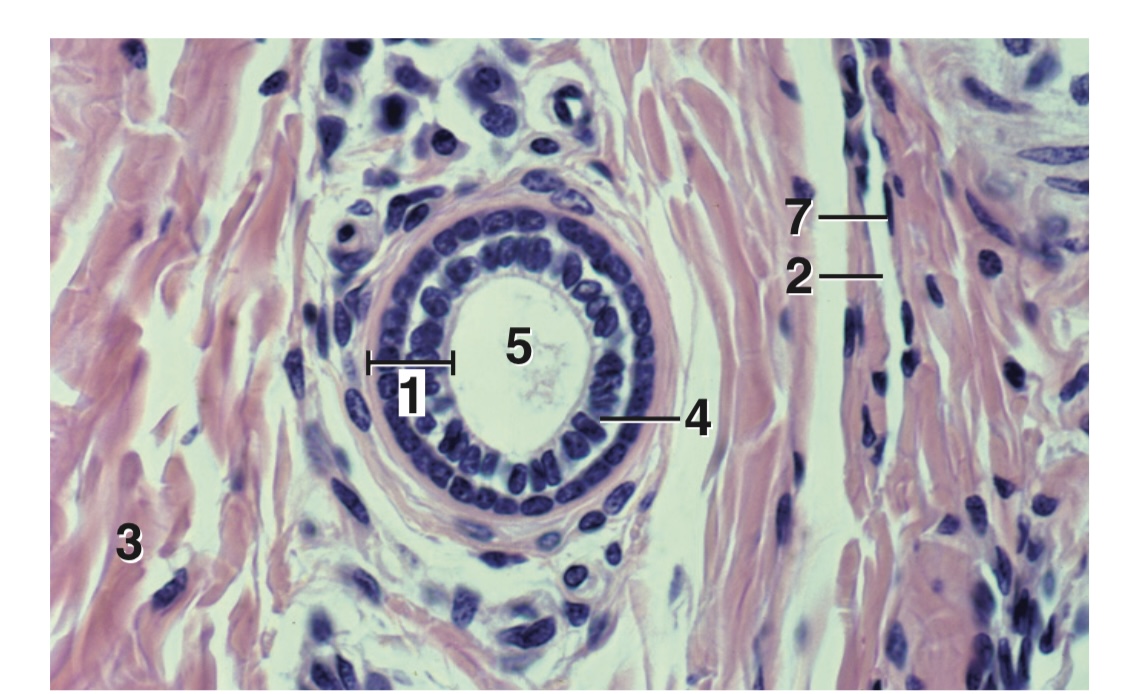 <p>Where can you see this type of epithelium?</p>