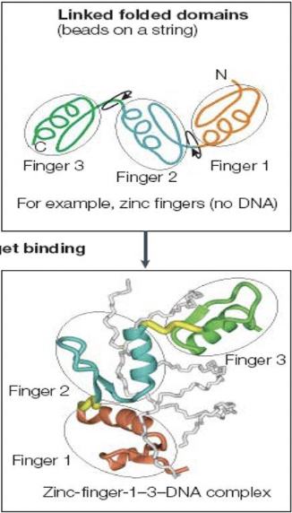* DNA associated with zinc-finger complexes
* must establish a substrate