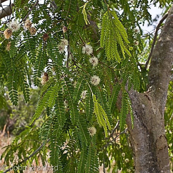 <p>Wild Tamarind</p>