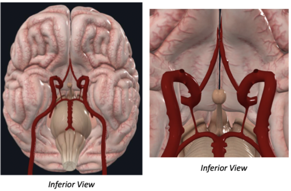 <p>Anastomosis of arteries providing major cerebral blood supply</p><ul><li><p>Compensatory mechanism: In the case of a clot in a vertebral or internal carotid artery, maintains cerebral blood flow throughout the brain</p></li></ul>