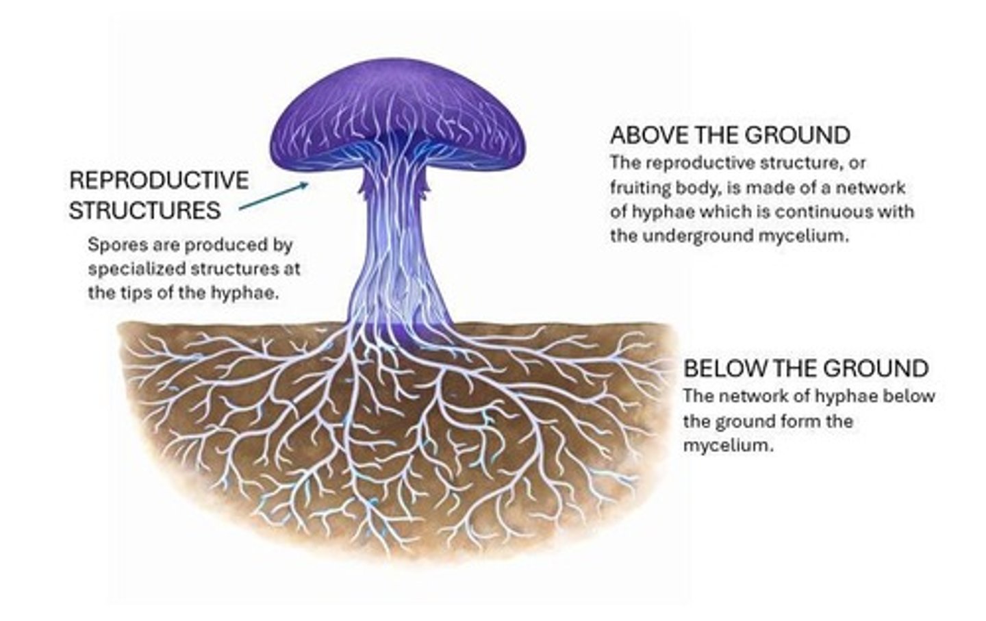 <p>It is a temporary reproductive structure that produces and releases spores.</p>