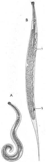 <p>parasituje v tenkém i tlustém střev ě člověka, infekce poz řením vajíček.</p><p>Enterobius vermicularis A - samec B - samice 1 - pohlavní otvor (vulva) 2 - řitní otvor</p>