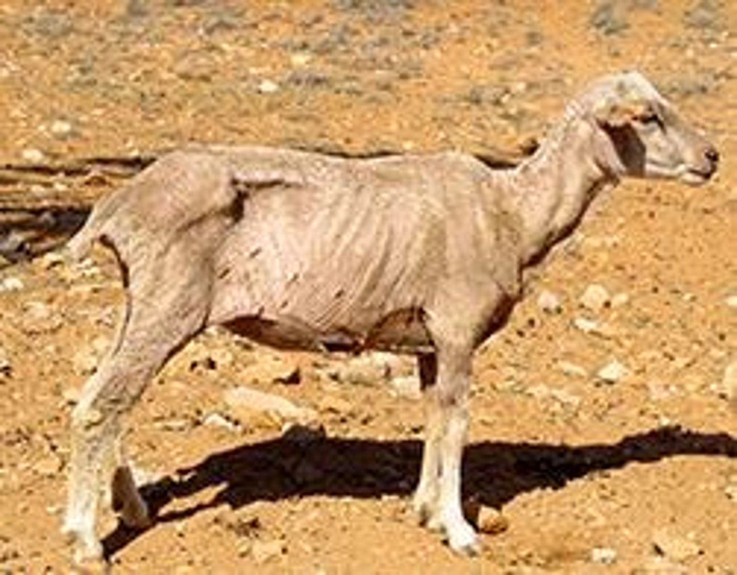<p>Emaciated. No fat cover. Both spinous and transverse processes are sharp and are easily felt.</p>