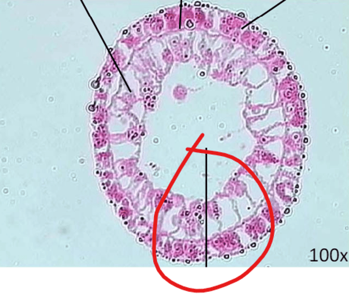 <p>phylum? pointing to?</p>