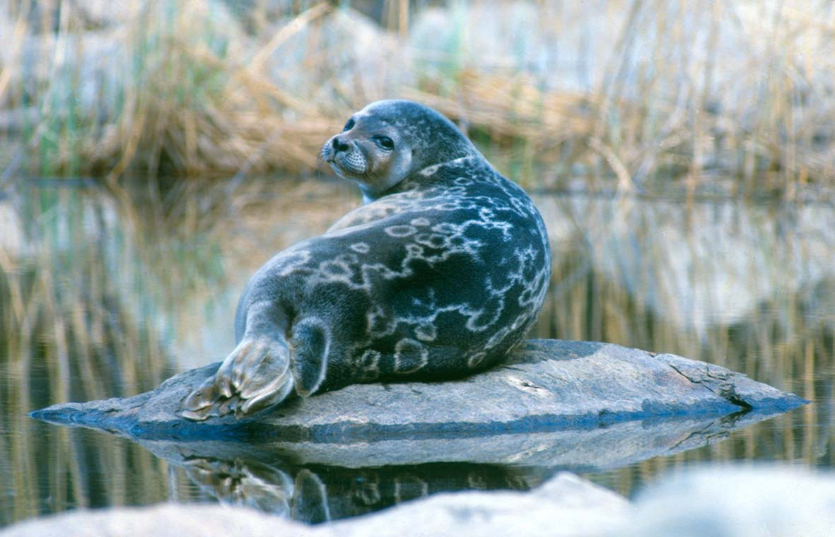 <p><em>Pusa hispida saimensis</em></p>