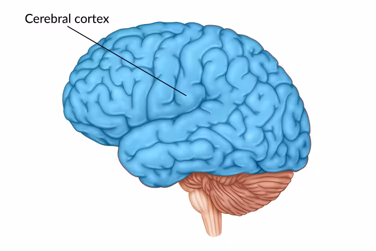 <p><span style="color: red;">the brains <strong>outer layer</strong> of neural tissue that controls higher level thinking, perception, and decision making.</span></p>