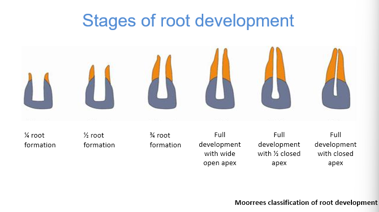 <p>¼</p><p>½</p><p>¾</p><p>full development of the root with wide apex opening</p><p>full development with ½ closed apex</p><p>full development with closed apex</p><p>below stage 6 is immature</p>