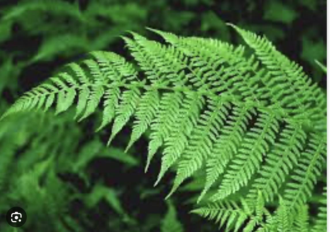 <ul><li><p>vascular tissue </p></li><li><p>megaphylls </p></li><li><p>reproduce w/ spores </p></li><li><p>have sporangia on the backs of leaves </p></li></ul><p></p>