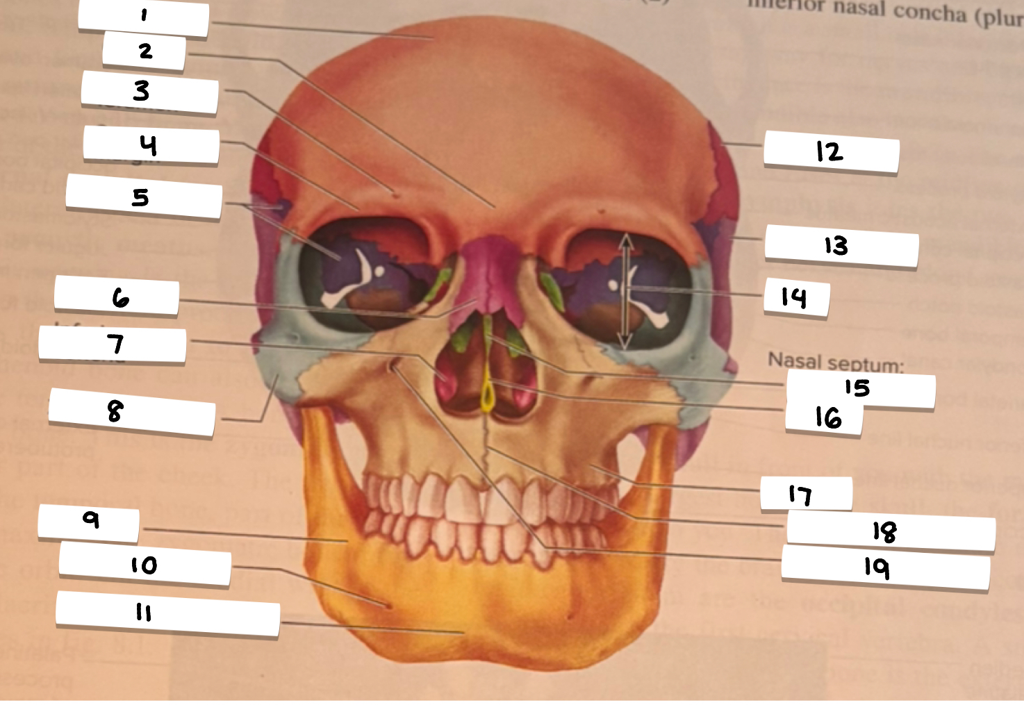 <p>18</p>