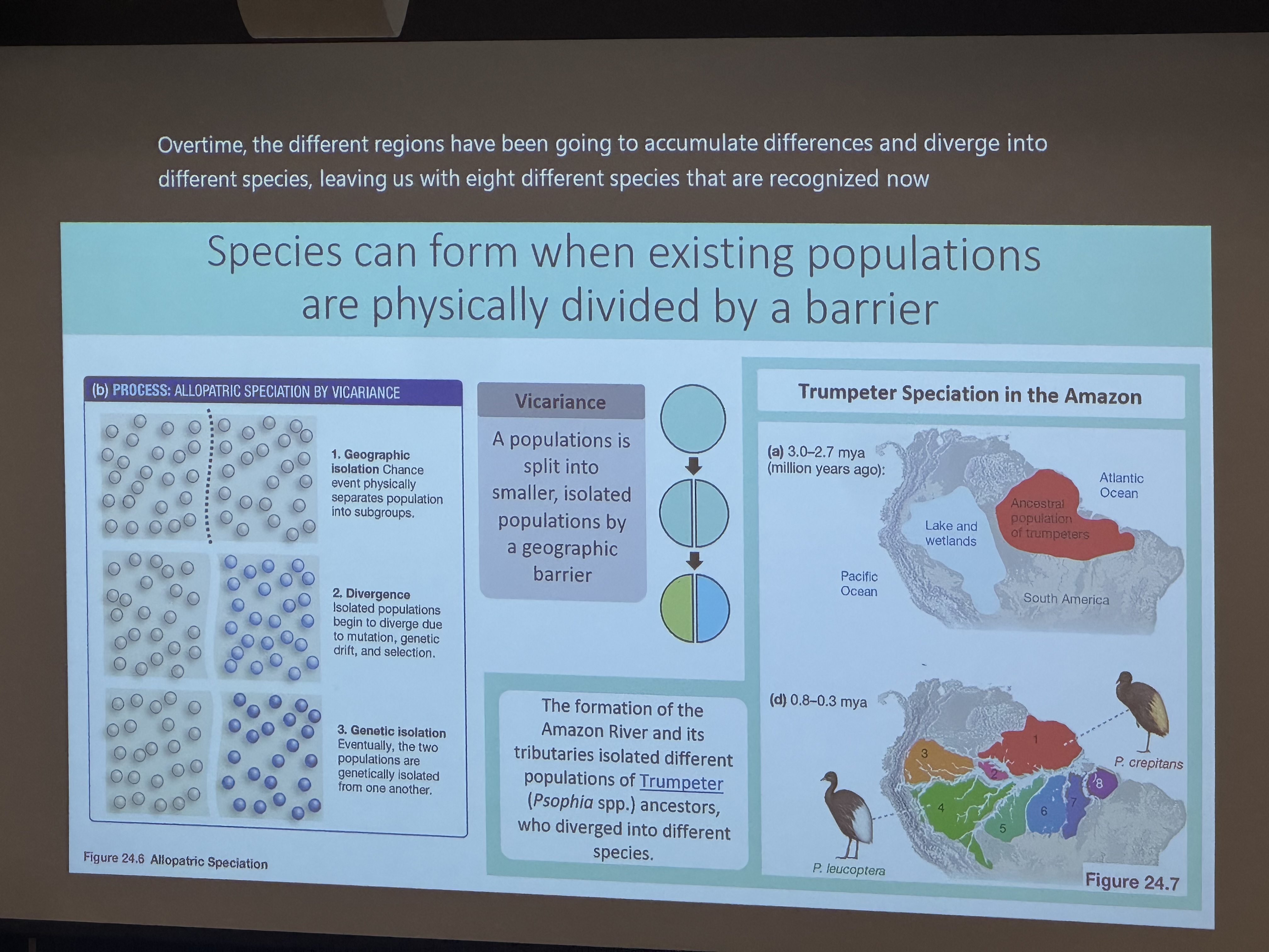 <p>(allopatric selection)</p><p>a population is split into smaller, isolated populations by a geographic barrier.</p>
