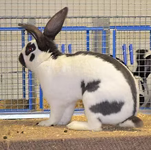 <p>Breed:<br>Showroom Classification:<br>Class:</p>