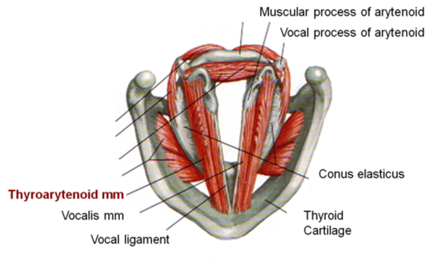<p>- thyroartenoid muscle</p><p>- vocalis muscle</p><p>- vocal ligament</p>
