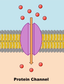 <p>Integral proteins which allow items which cannot permeate the membrane to enter the cell. These can also pump out, and require no ATP.</p>