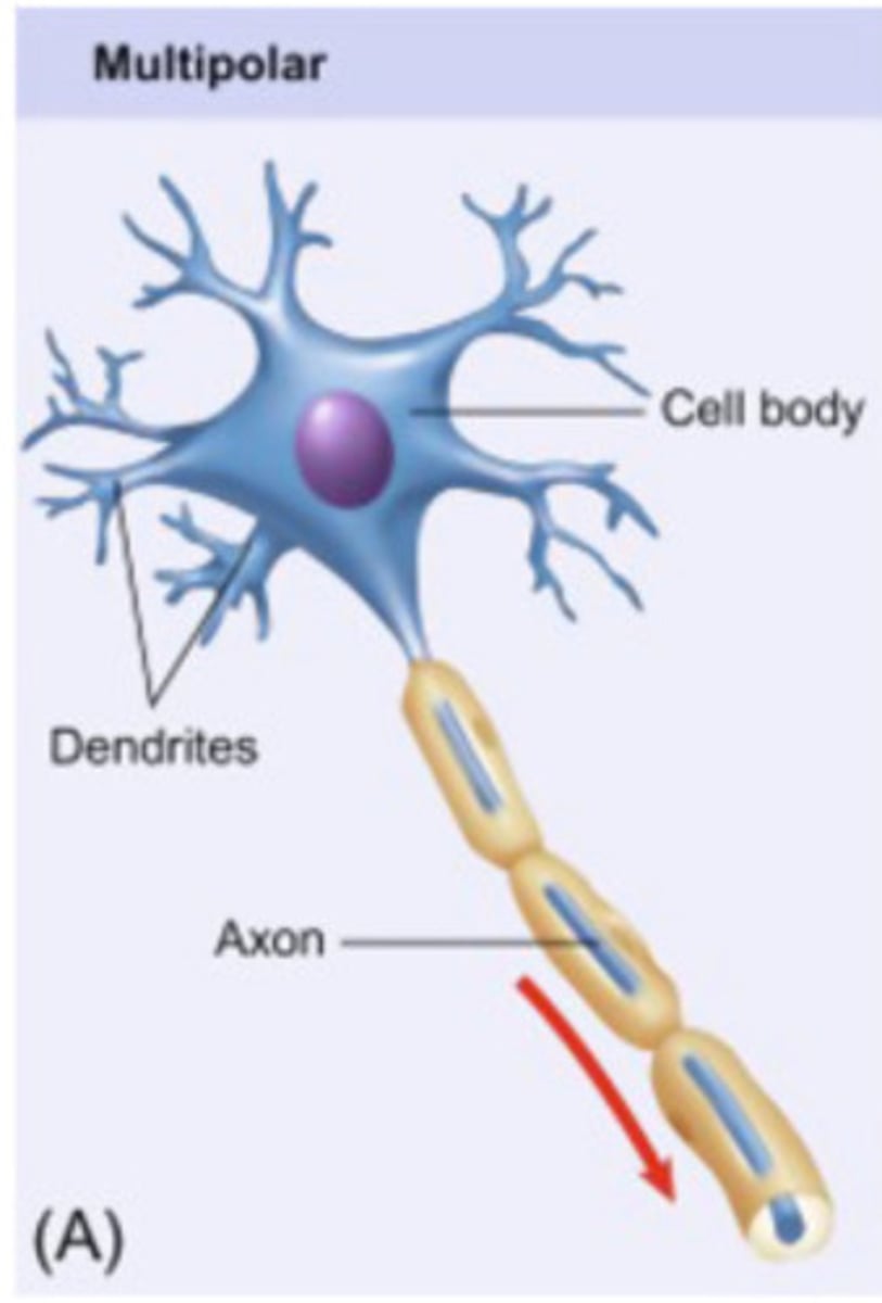 <p>single axon with many dendrites</p><p>most common neurons in CNS</p><p>examples: spinal motor neurons, pyramidal cells, and Purkinje cells of the cerebellum</p>