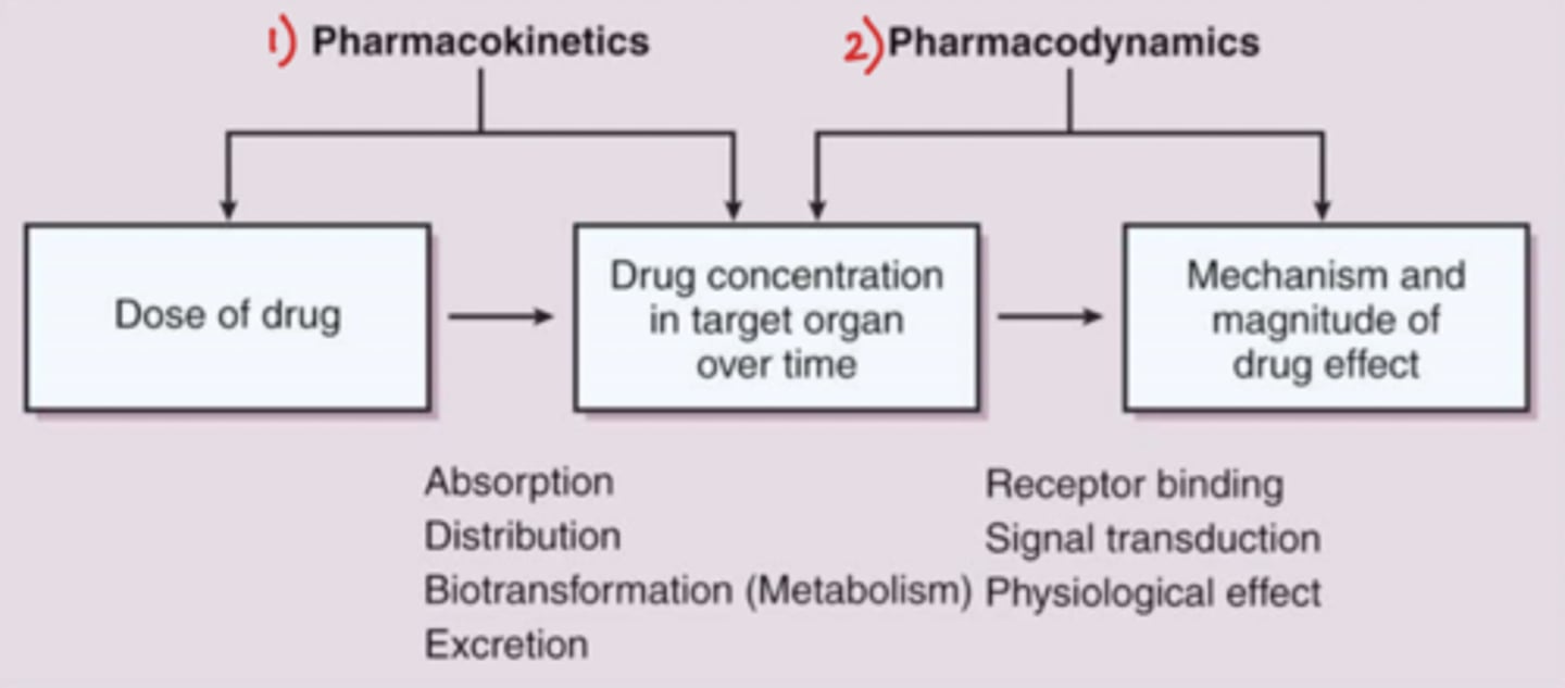 <p>- Pkinetics: dose of drug --&gt; drug concentration in target organ over time</p><p>- Pdynamics: drug concentration in target organ over time --&gt; mechanism and magnitude of drug effect</p><p>- Pkinetics leads to Pdynamics!</p>