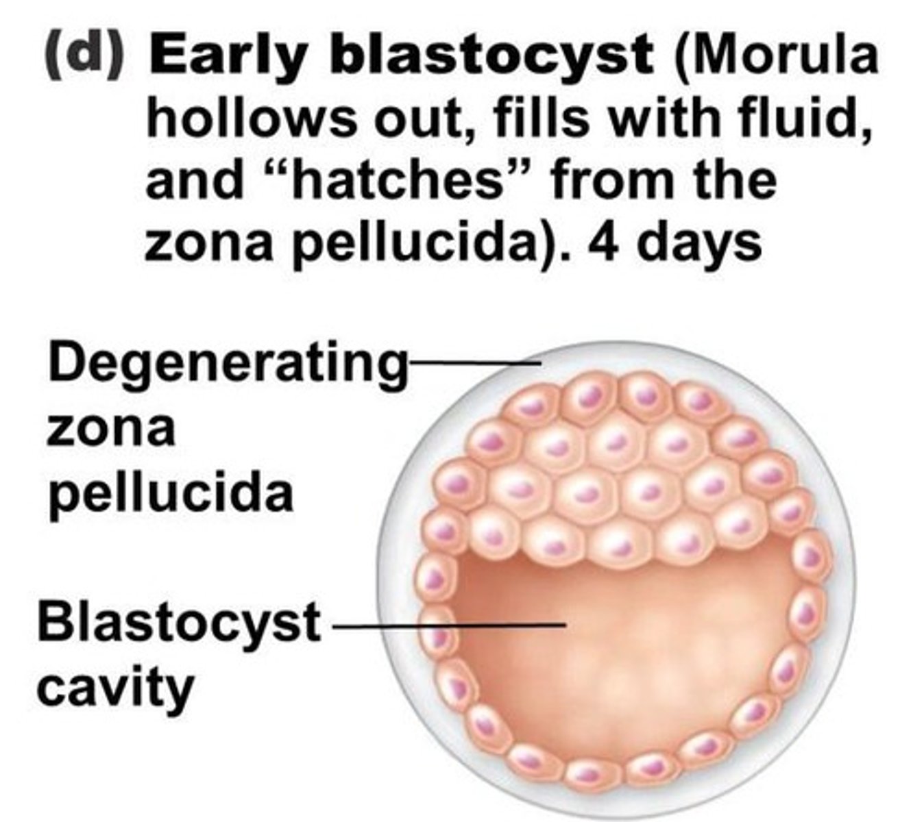 <p>The process of a blastocyst (100+ cells) being formed from a morula (16+ cells); morula becomes hollowed out and develops a fluid filled cavity</p>
