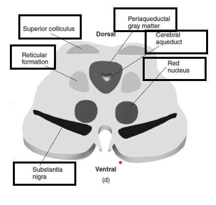 <p>Reticulaire formatie</p><p>Periaqueductale grijze stof</p><p>Nucleus ruber</p><p>Substantia nigra</p><p>Ventraal tegmentaal gebied (VTA)</p><ul><li><p>niet aan te duiden</p></li></ul>