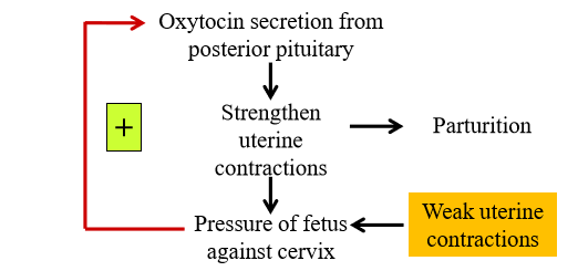 <p>1. Uterine contractions push fetus toward cervix</p><p>2. Fetus on cervix sends message to release oxytocin</p><p>3. Acts on uterine myometrial layer to cause more contractions</p><p>4. Repeats until fetus comes out of cervix</p>