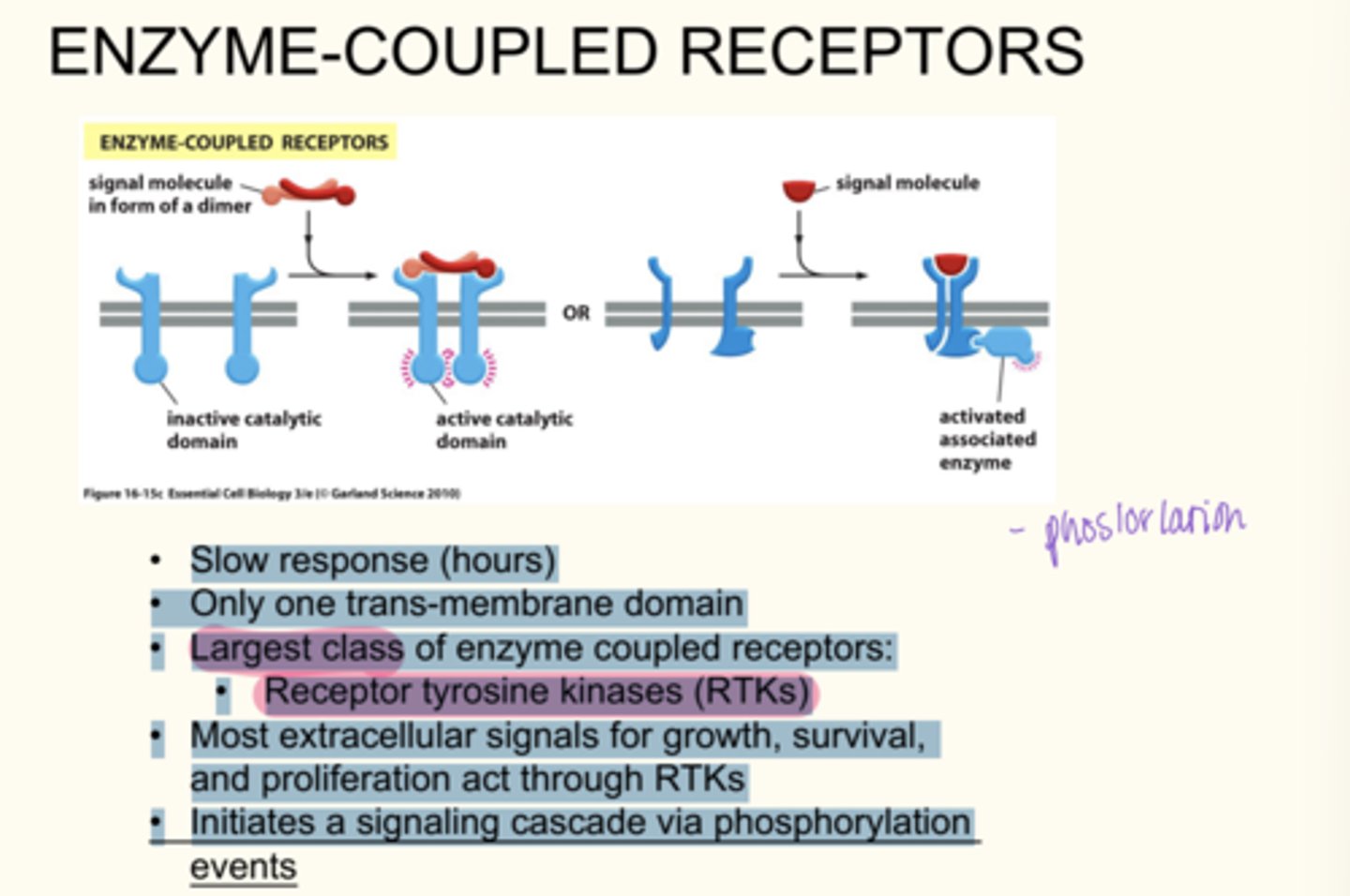 <p>- Slow response (hours)</p><p>• Only one trans-membrane domain</p><p>• Largest class of enzyme coupled receptors:</p><p>• Receptor tyrosine kinases (RTKs)</p><p>• Most extracellular signals for growth, survival, and proliferation act through RTKs</p><p>• Initiates a signaling cascade via phosphorylation events</p>