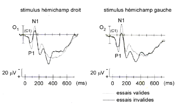 -l'indice est une flèche pointant vers al droite ou vers la gauche
-la cible est une barre verticale présentée dans l'hémichamp visuel droit ou gauche
-dans 75% des essais, la cible apparaît dans l'hémichamp pointé par la flèche (essais valide) et dans 25% des cas elle apparaît dans l'hémichamp opposé (essais invalides) 
Les sujets doivent détecter la survenue occasionnelle d'une barre moins haute. Les résultats sur les stimuli standards:
-l'amplitude du pic C1 n'est pas modulée par la direction de l'indice
-l'amplitude des pics P1 et N1 est modulée par la direction de l'indice
=> montre un effet top down de l'attention sélective