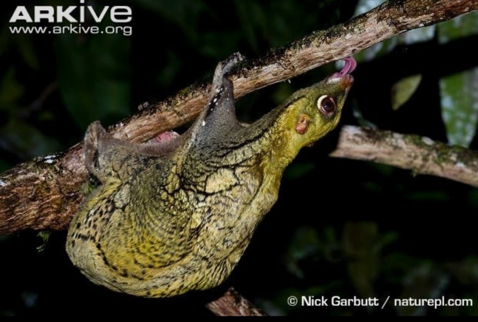 <p>flying lemurs</p>