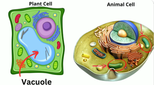 <p>membrane bound storage sacs that serve multiple purposes</p><ol><li><p>food vacuoles are formed by engulfing food</p></li><li><p>contractile vacuoles are found in many freshwater protists, and pump excess water out of cells</p></li><li><p>central vacuoles are found in many mature plant cells, hold organic compounds and water</p></li><li><p>In plant cells, it takes up a lottttt of space</p></li></ol><p></p>