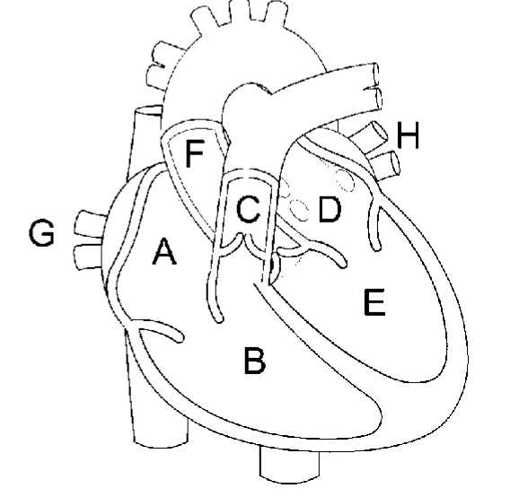 <p>Which letters represent blood flowing away from the heart?</p>